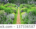 Hokkaido English Garden Lavender 137336587