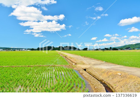 夏日鄉村景色,綠意盎然。 夏日鄉村景色,綠意盎然。 137336619