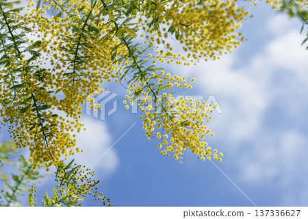 春日的天空，含羞草盛開，柔和的虛化效果，留白空間。 137336627