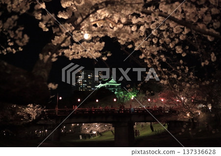 夜晚透過櫻花樹看到的燈火輝煌的岡崎城和橋樑 137336628
