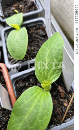 oung cucumber seedling growing in small plastic containers with soil. Early stage cucurbit plant with cotyledon leaves and emerging serrated true leaf in home vegetable gardening and seed starting. 137336663