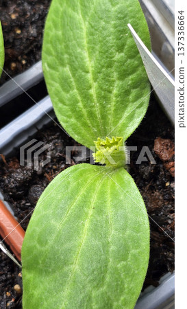 Macro view of cucumber seedling showing large cotyledon leaves and tiny serrated true leaf emerging. Early stage vegetable plant growth in soil container during home seed starting. 137336664