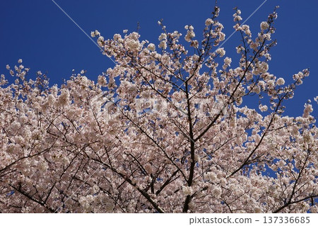 Blue sky and cherry blossoms in full bloom 137336685