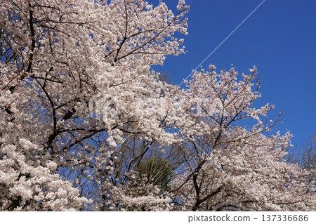 Blue sky and cherry blossoms in full bloom Blue sky and cherry blossoms in full bloom 137336686