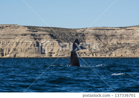 Sohutern right whale jumping, endangered species,  137336701
