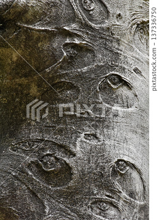 Art of nature, the bark of trees in the forest 137336750