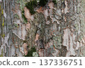 Art of nature, the bark of trees in the forest 137336751