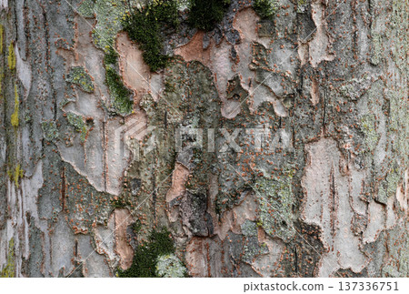 Art of nature, the bark of trees in the forest Art of nature, the bark of trees in the forest 137336751