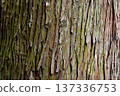 Art of nature, the bark of trees in the forest 137336753