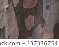 Art of nature, the bark of trees in the forest 137336754