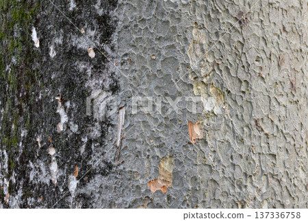 Art of nature, the bark of trees in the forest Art of nature, the bark of trees in the forest 137336758