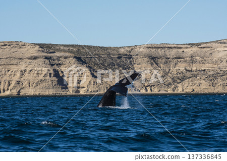 Sohutern right whale jumping, endangered species, Sohutern right whale jumping, endangered species, 137336845