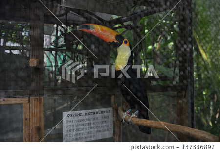 一隻喙部色彩鮮豔的巨嘴鳥棲息在熱帶生態中心的樹枝上。 一隻喙部色彩鮮豔的巨嘴鳥棲息在熱帶生態中心的樹枝上。 137336892