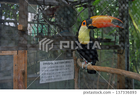 A toco toucan with a vibrant beak resting on a perch in the Tropical Ecology Center A toco toucan with a vibrant beak resting on a perch in the Tropical Ecology Center 137336893