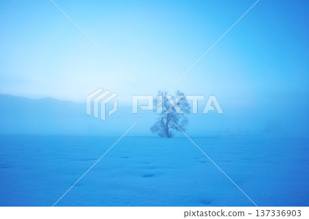 A lone tree stands in the snowy fields of the Chikuma River as morning mist rises before dawn 137336903