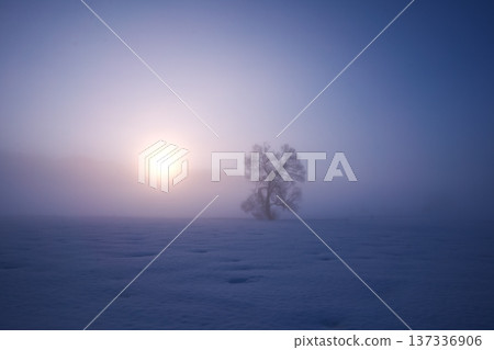 A lone tree standing in the snowfield of the Chikuma River in the morning mist 137336906
