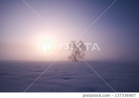 A lone tree standing in the snowfield of the Chikuma River in the morning mist A lone tree standing in the snowfield of the Chikuma River in the morning mist 137336907