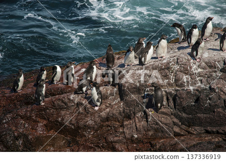 Rockhopper Penguin, Penguin Island,Puerto Deseado, Santa Cruz Province, Patagonia Argentina 137336919