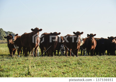 Countryside landscape with cows grazing, La Pampa, Argentina Countryside landscape with cows grazing, La Pampa, Argentina 137336931