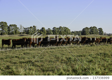 Countryside landscape with cows grazing, La Pampa, Argentina Countryside landscape with cows grazing, La Pampa, Argentina 137336999