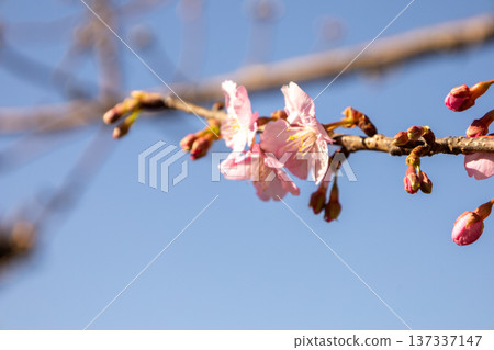 Early-blooming Kawazu cherry blossoms at Jogashima Park in January 137337147