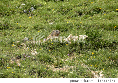 Alpine marmot (Marmota marmota) in high mountains, Karwendel Mountains in Austria Alpine marmot (Marmota marmota) in high mountains, Karwendel Mountains in Austria 137337174