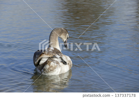 Young white swan at a lake Young white swan at a lake 137337178