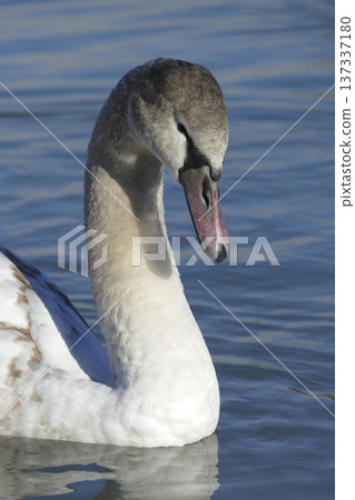 Young white swan at a lake 137337180