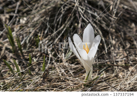 Crocus flowers on a meadow outside, springtime Crocus flowers on a meadow outside, springtime 137337194