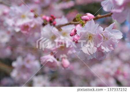 Cherry blossoms blooming in Parc Monceau, Paris (March 2, 2026) 137337232