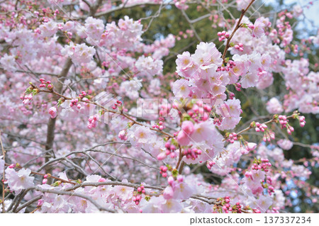 Cherry blossoms blooming in Parc Monceau, Paris (March 2, 2026) 137337234