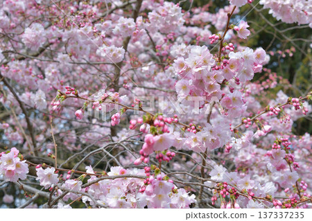 Cherry blossoms blooming in Parc Monceau, Paris (March 2, 2026) 137337235