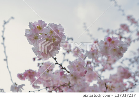 Cherry blossoms blooming in Parc Monceau, Paris (March 2, 2026) 137337237