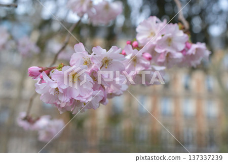 Cherry blossoms blooming in Parc Monceau, Paris (March 2, 2026) 137337239