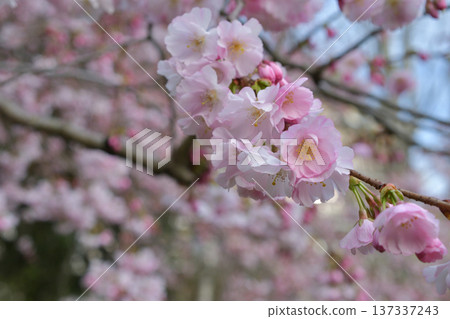 Cherry blossoms blooming in Parc Monceau, Paris (March 2, 2026) Cherry blossoms blooming in Parc Monceau, Paris (March 2, 2026) 137337243