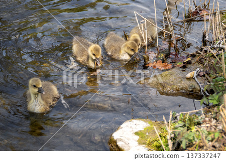 A family of greylag geese swimming on the lake 137337247