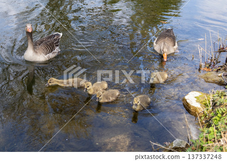 A family of greylag geese swimming on the lake 137337248