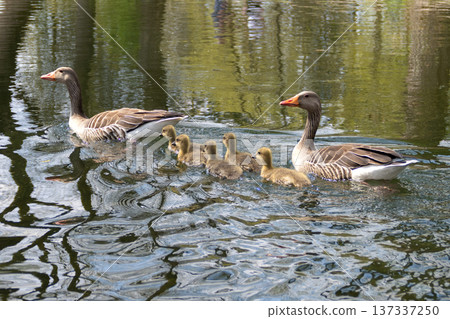 A family of greylag geese swimming on the lake 137337250