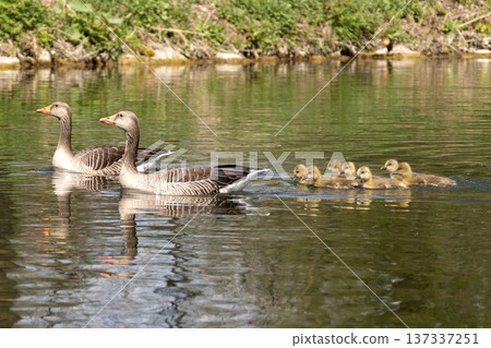 A family of greylag geese swimming on the lake A family of greylag geese swimming on the lake 137337251