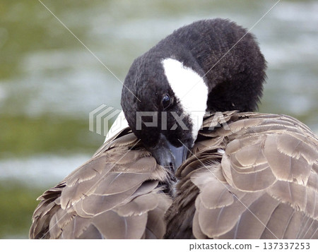 Face of a Canada Goose 137337253