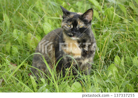 Portrait of a domestic cat relaxing in the sun 137337255