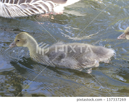 A family of greylag geese swimming on the lake A family of greylag geese swimming on the lake 137337269