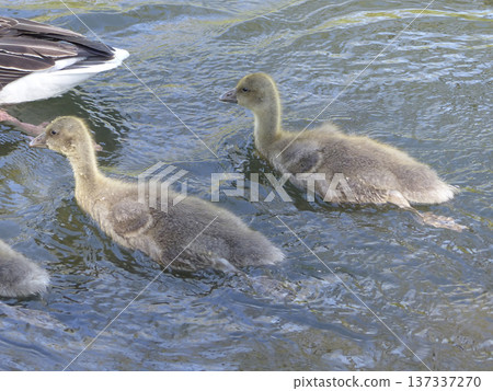 A family of greylag geese swimming on the lake A family of greylag geese swimming on the lake 137337270
