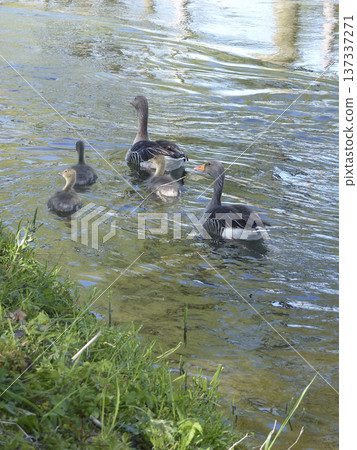 A family of greylag geese swimming on the lake 137337271