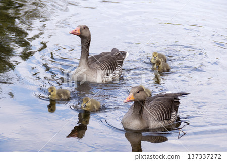 A family of greylag geese swimming on the lake 137337272