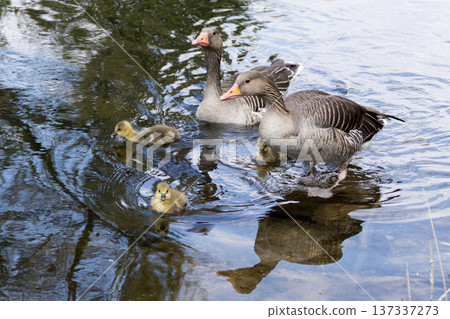 A family of greylag geese swimming on the lake 137337273