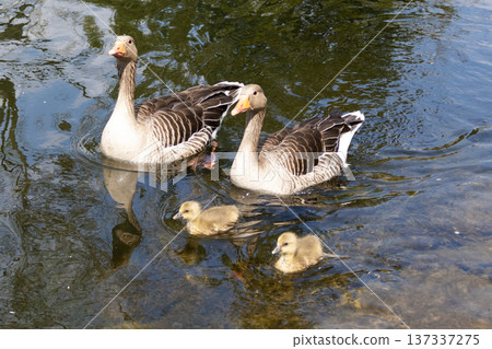 A family of greylag geese swimming on the lake 137337275
