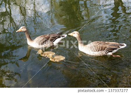 A family of greylag geese swimming on the lake 137337277