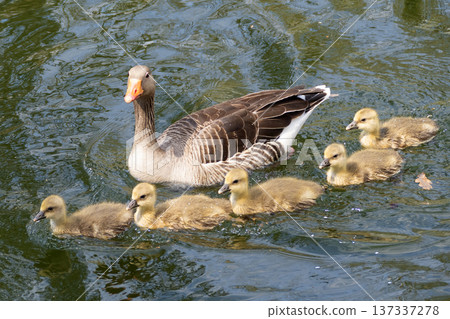 A family of greylag geese swimming on the lake 137337278
