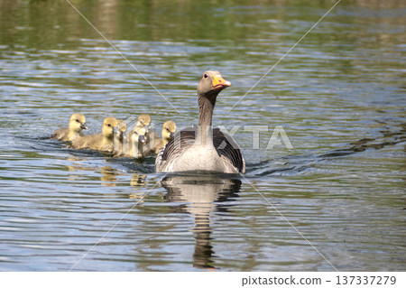 A family of greylag geese swimming on the lake A family of greylag geese swimming on the lake 137337279
